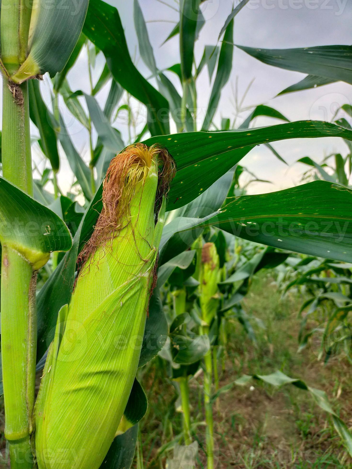 photo-of-sweet-corn-in-the-garden-20623412-stock-photo-at-vecteezy