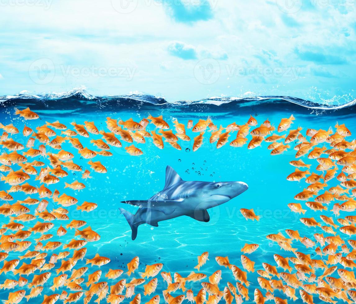 Goldfishes group surround the shark. Concept of unity is strenght,teamwork and partnership photo