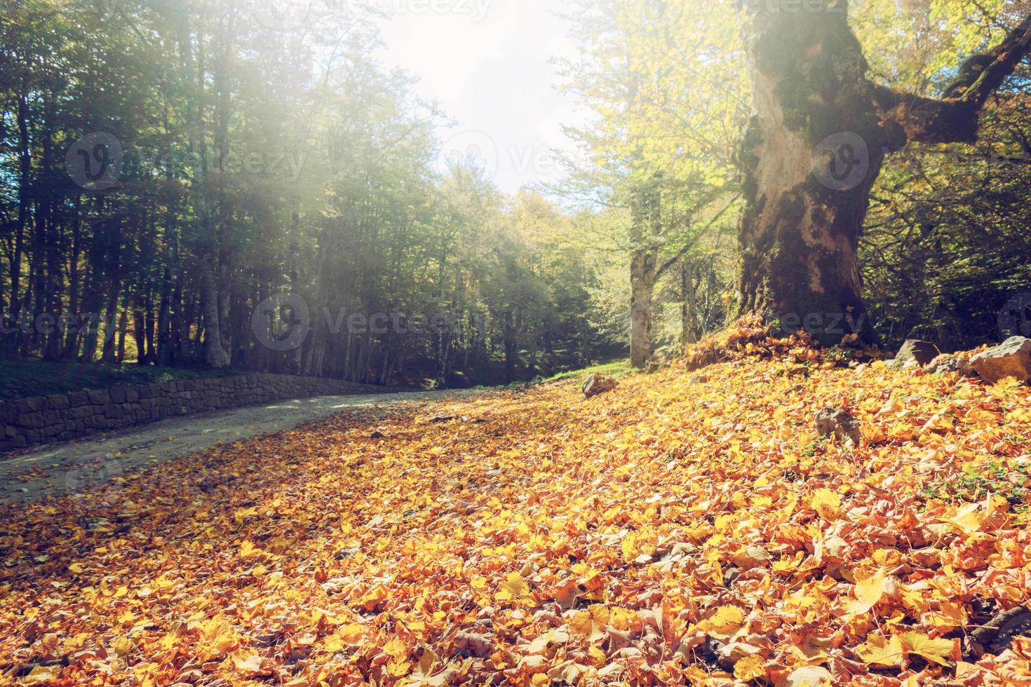 naranja hojas en el suelo. concepto de otoño y otoño foto