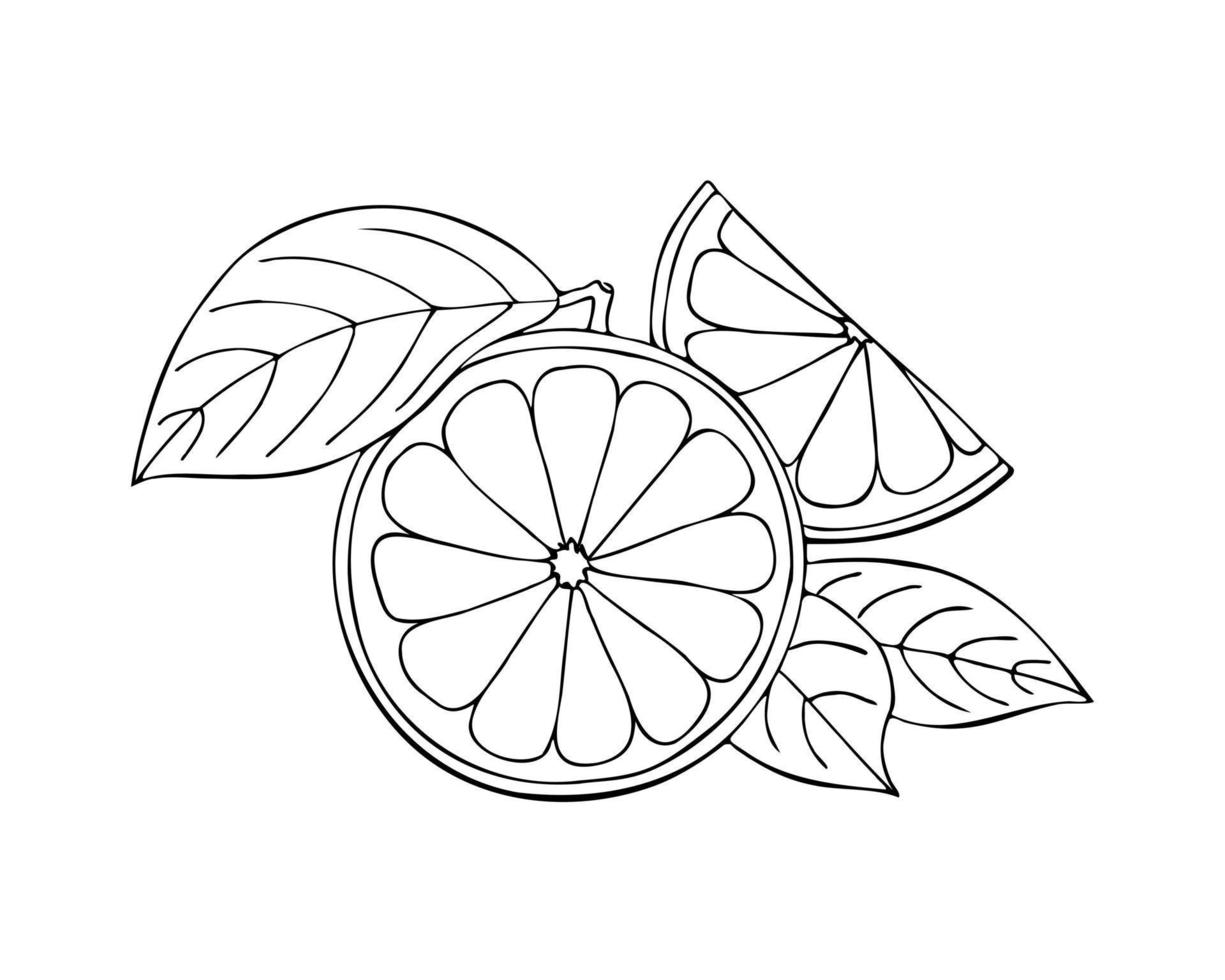 Orange line drawing doodle isolated on white background. Sketch