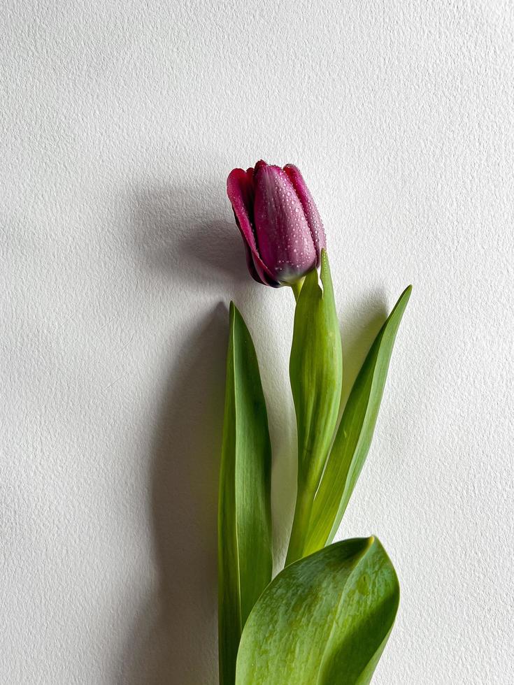 alone tulip on white background photo