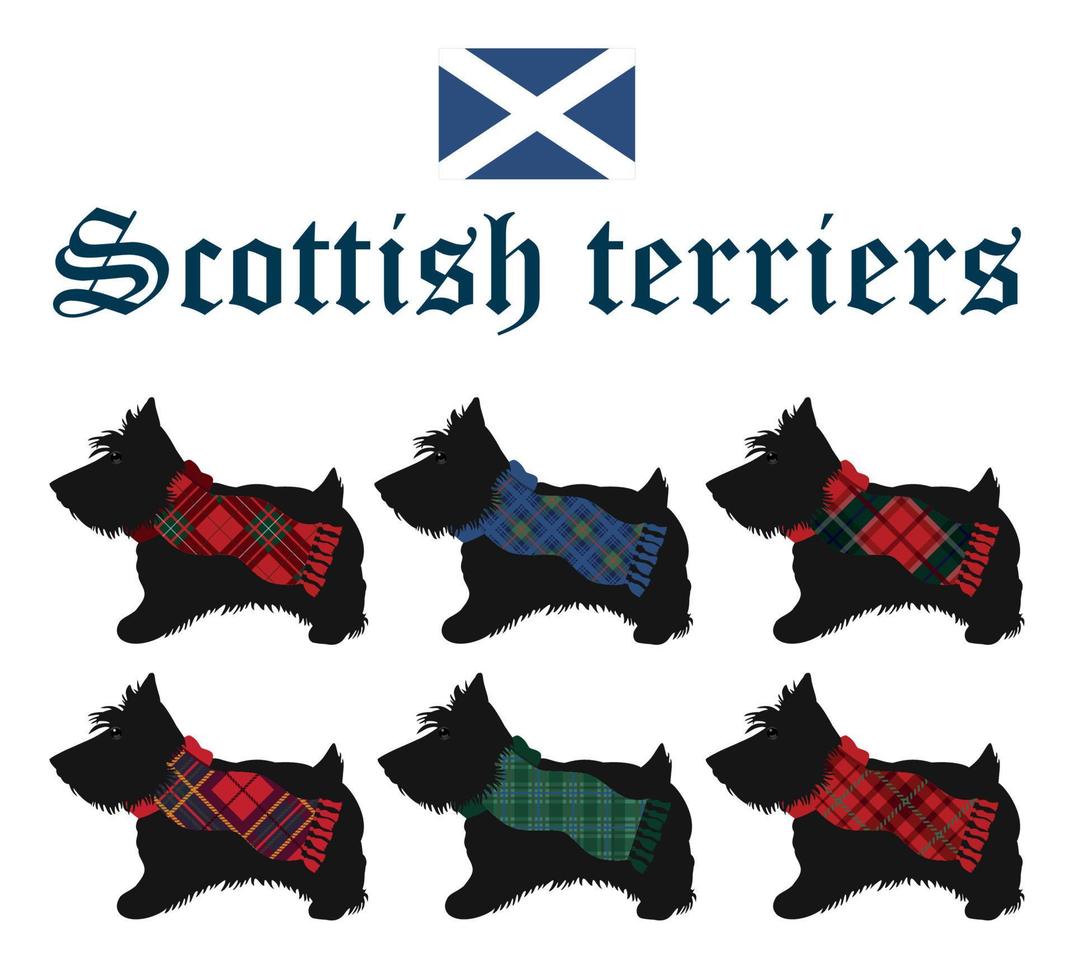 Card with scottish terriers with tartan scafs vector