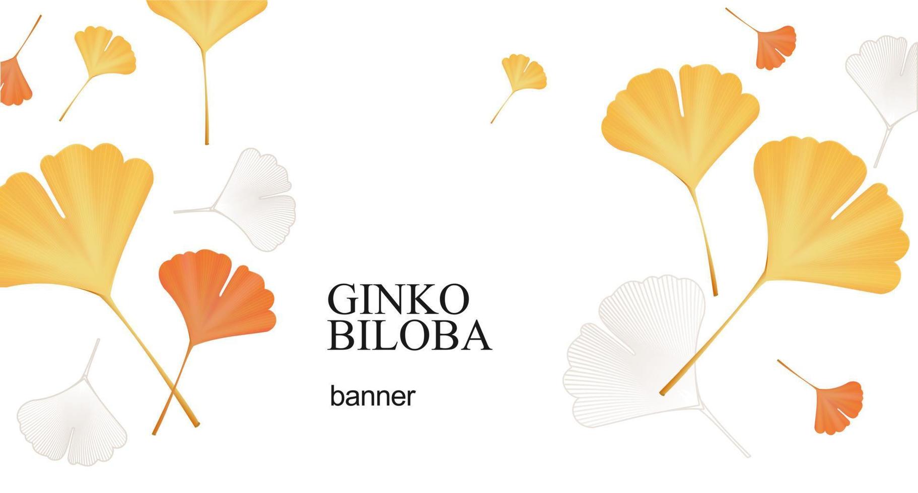 Realistic Detailed 3d Ginkgo Biloba Leaves Banner. Vector