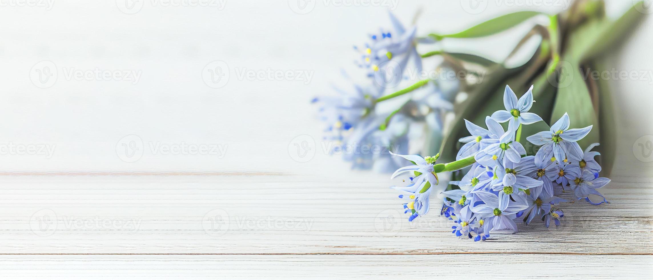 Top view blue Scilla flowers on white wooden background with space for text. First spring flowers. Greeting card for Valentine's Day, Woman's Day and Mother's Day photo