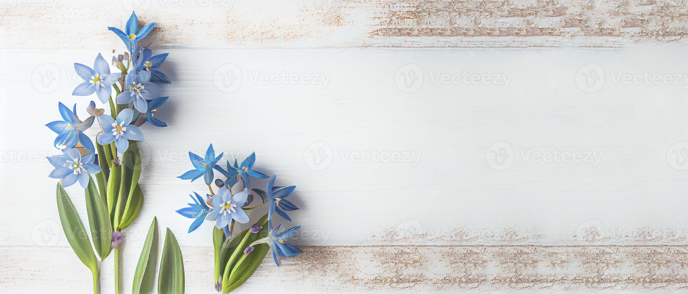 Top view blue Scilla flowers on white wooden background with space for text. First spring flowers. Greeting card for Valentine's Day, Woman's Day and Mother's Day photo