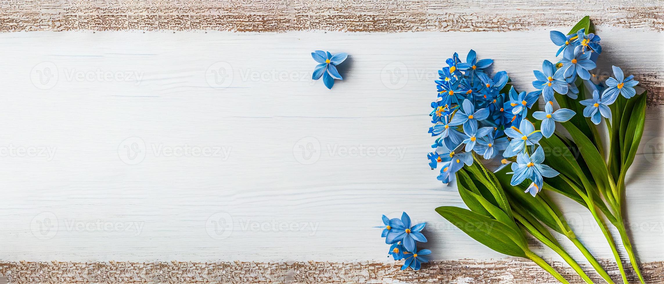 Top view blue Scilla flowers on white wooden background with space for text. First spring flowers. Greeting card for Valentine's Day, Woman's Day and Mother's Day photo