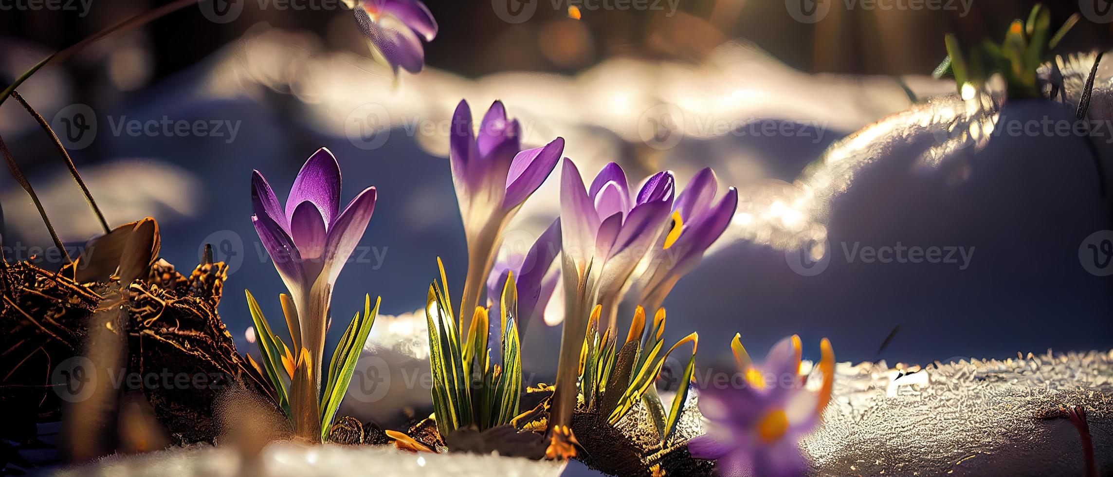 The first spring flowers, crocuses in a forest with snow background also have copy space for text photo