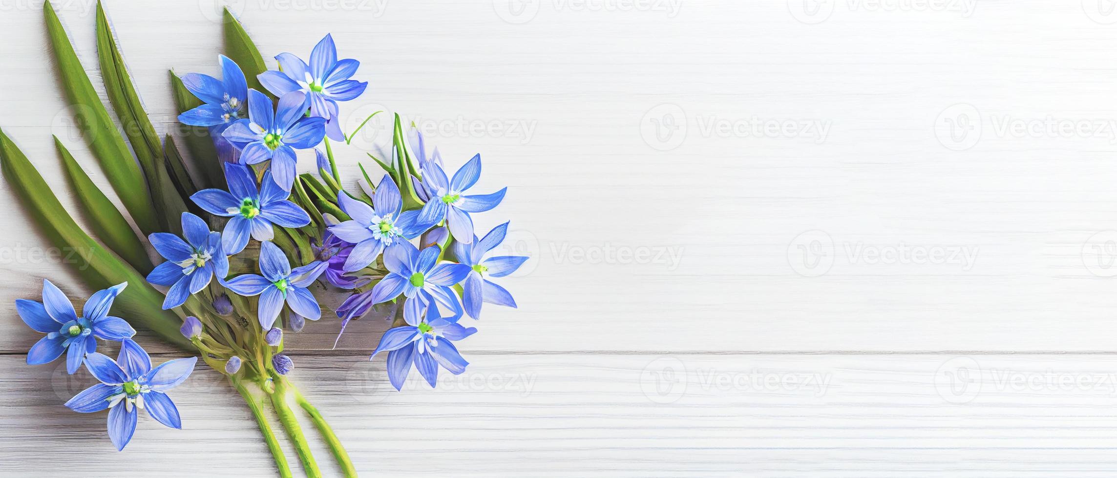 Top view blue Scilla flowers on white wooden background with space for text. First spring flowers. Greeting card for Valentine's Day, Woman's Day and Mother's Day photo