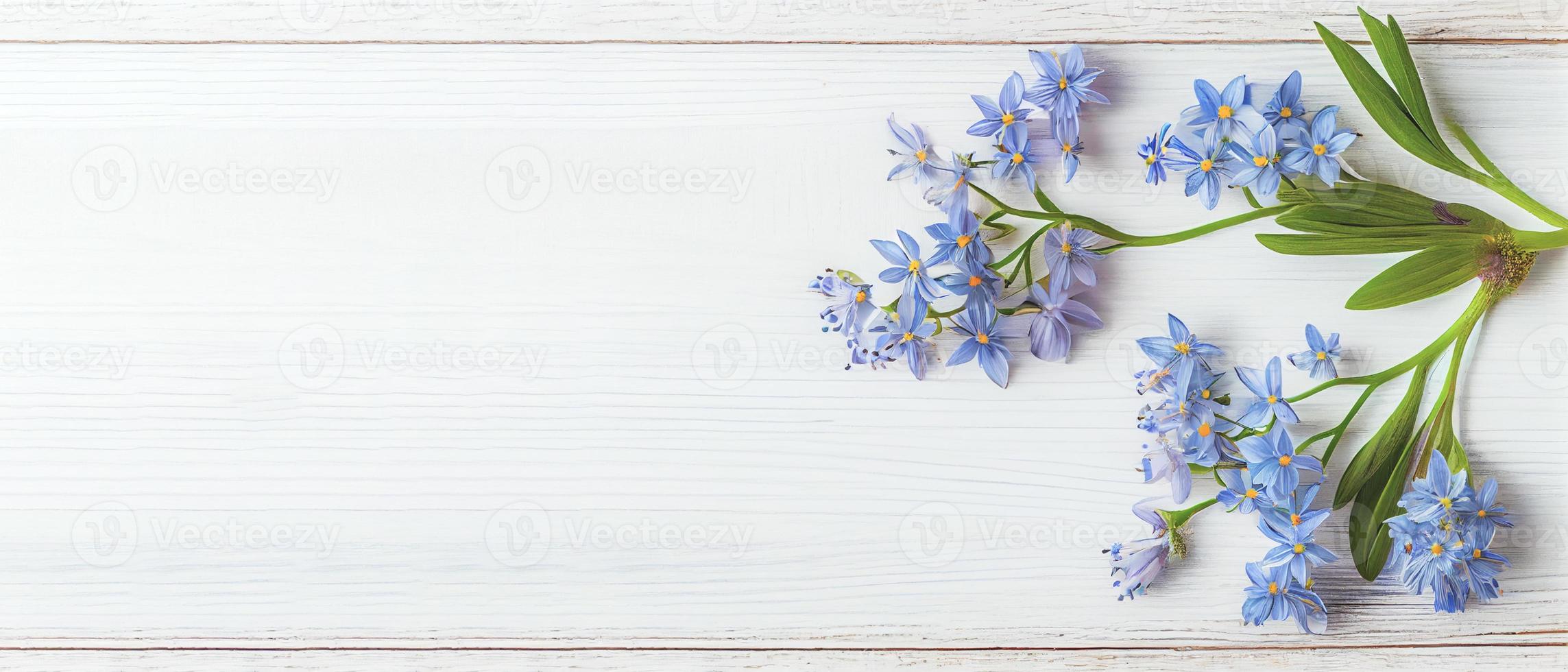 Top view blue Scilla flowers on white wooden background with space for text. First spring flowers. Greeting card for Valentine's Day, Woman's Day and Mother's Day photo