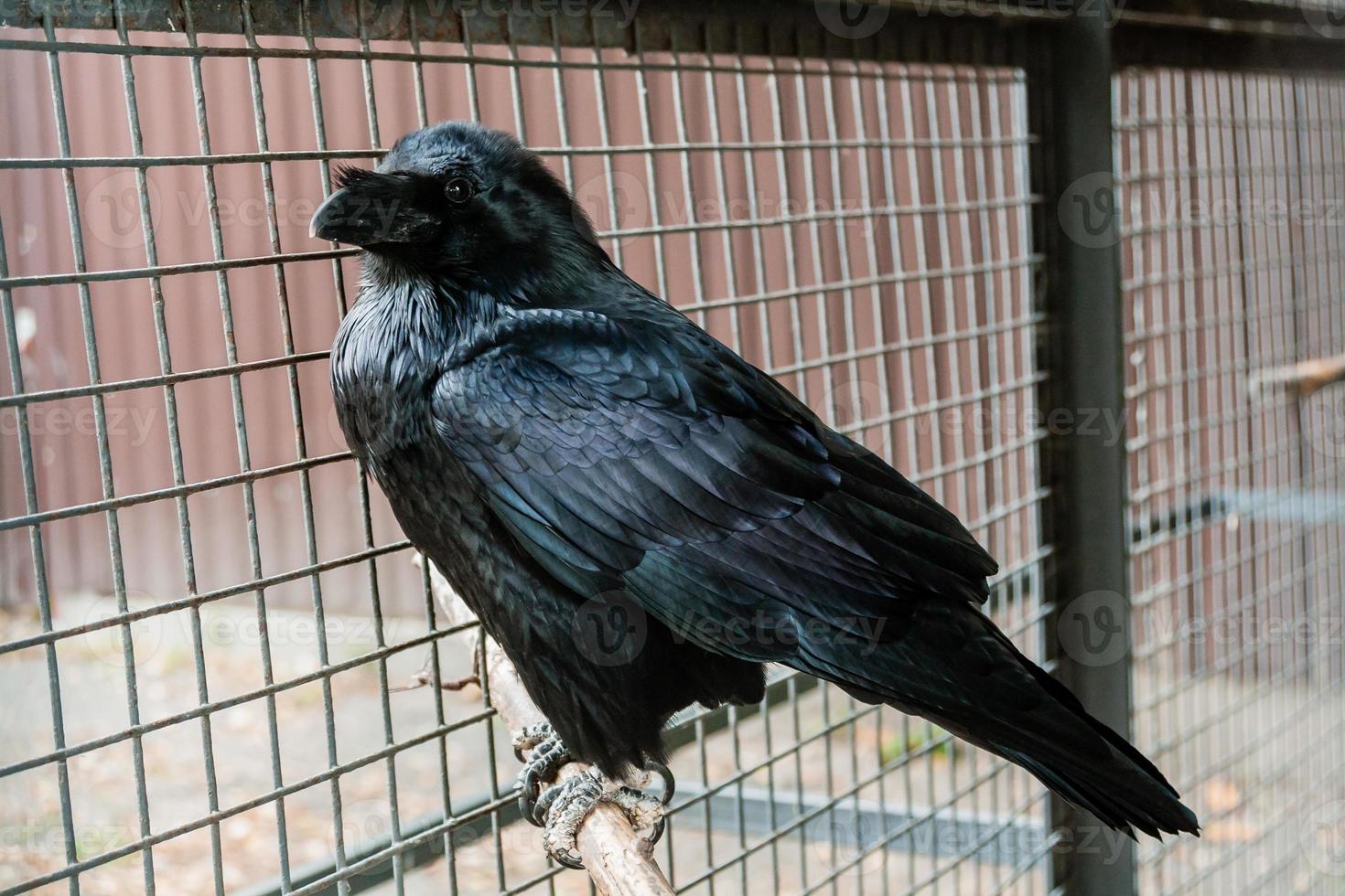 Big Black Raven sitting on a close-up branch photo