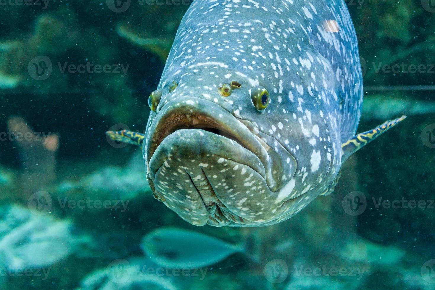 Fish Large grouper photo