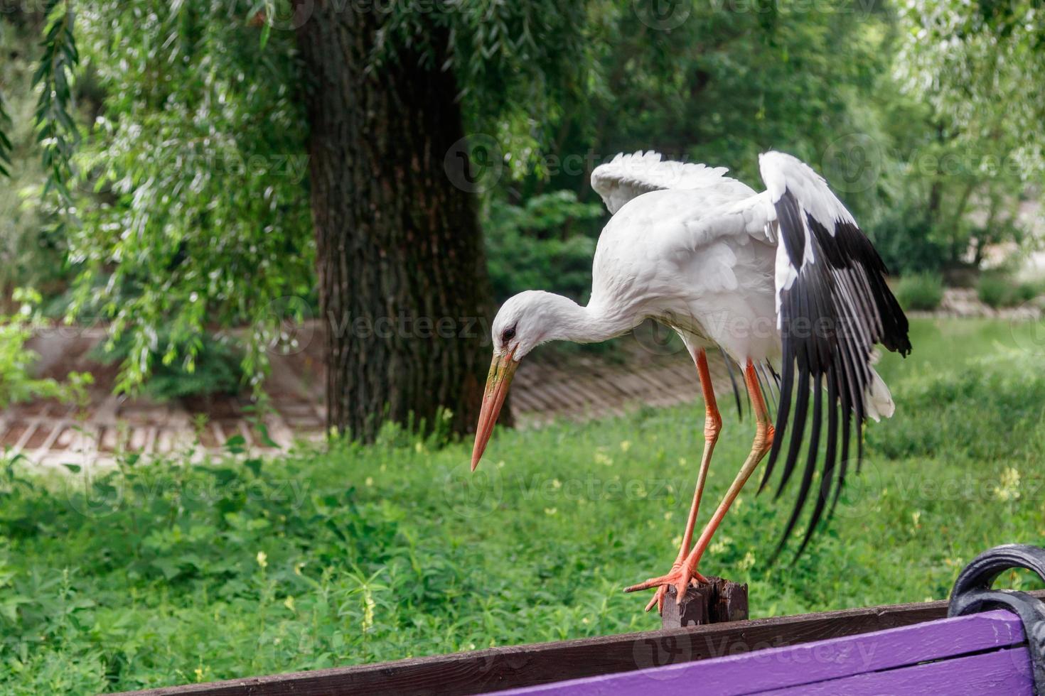 beautiful stork stands on a fence photo