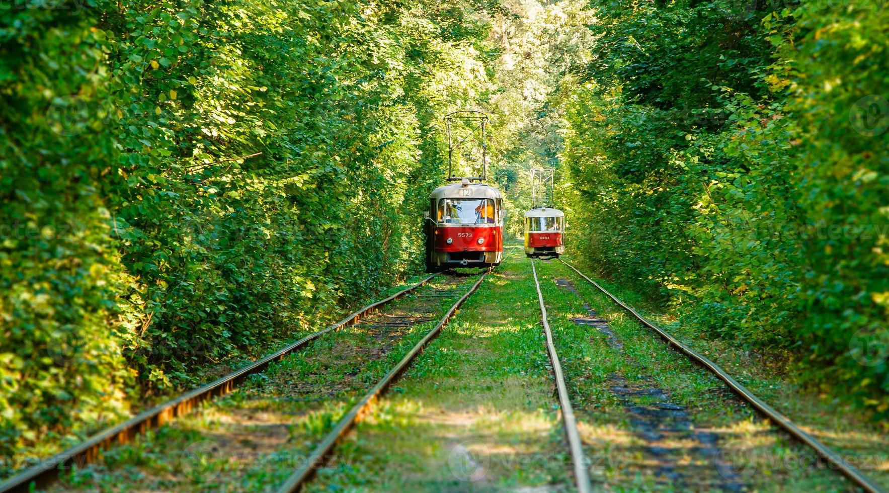 Tram and tram rails in colorful forest photo