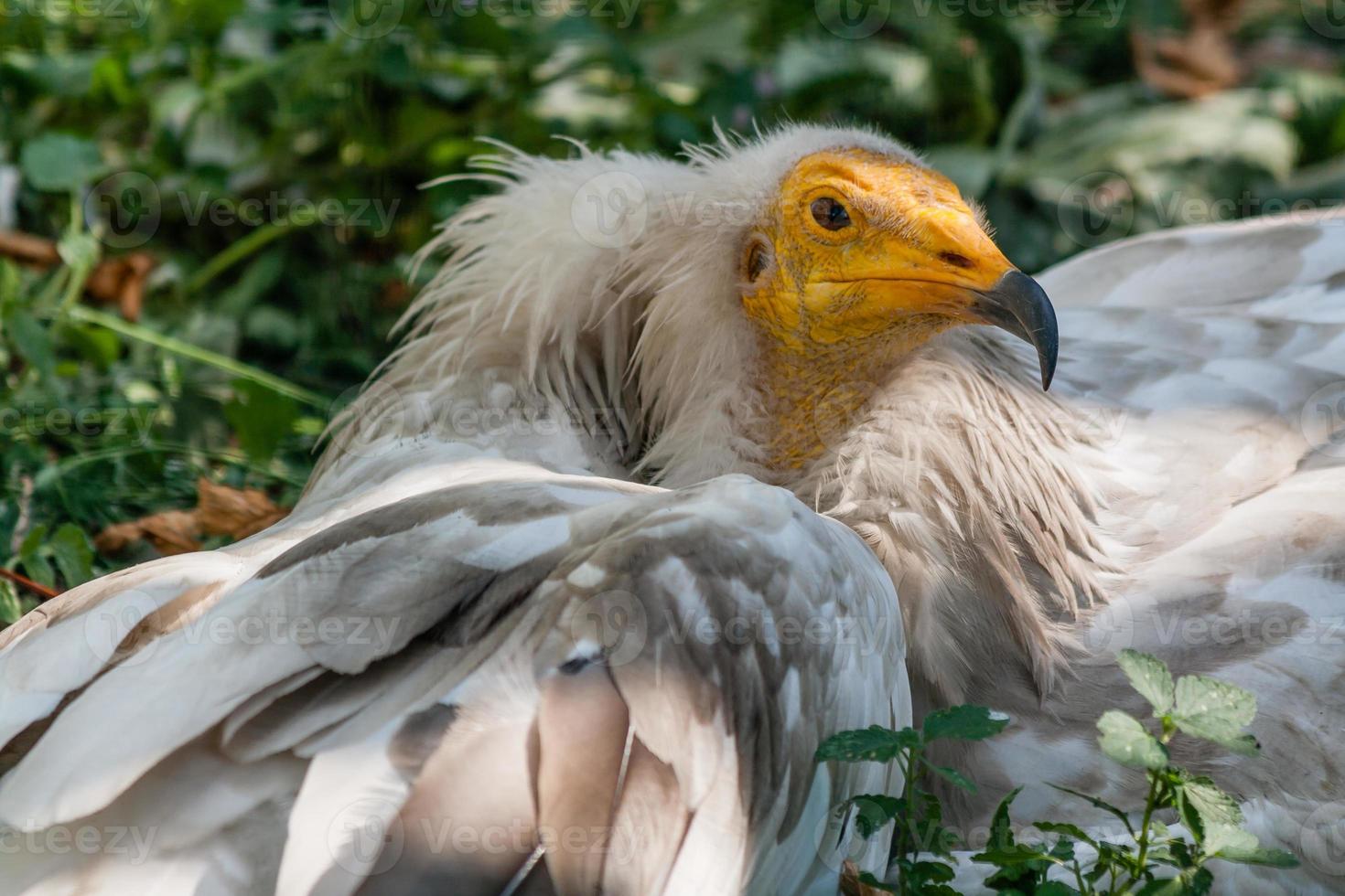 Common vulture Neophron percnopterus photo