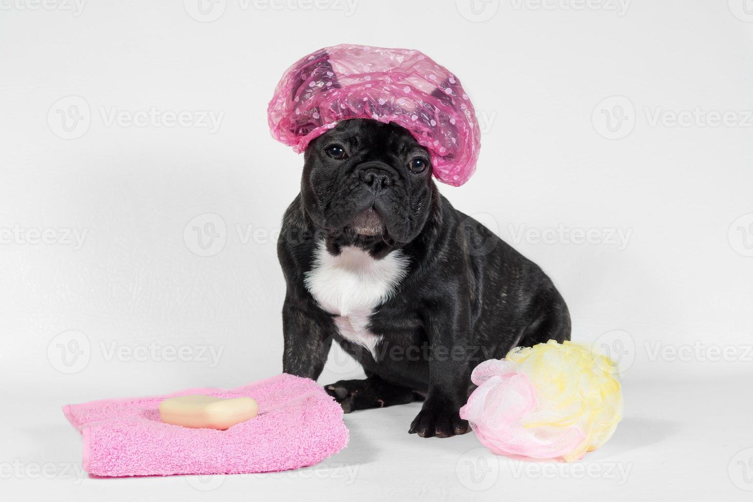 francés buldog perrito en ducha gorra con toalla y jabón foto