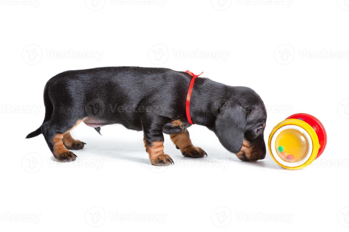 A beautiful Dachshund puppy stands next to the toy and sniffs it. photo