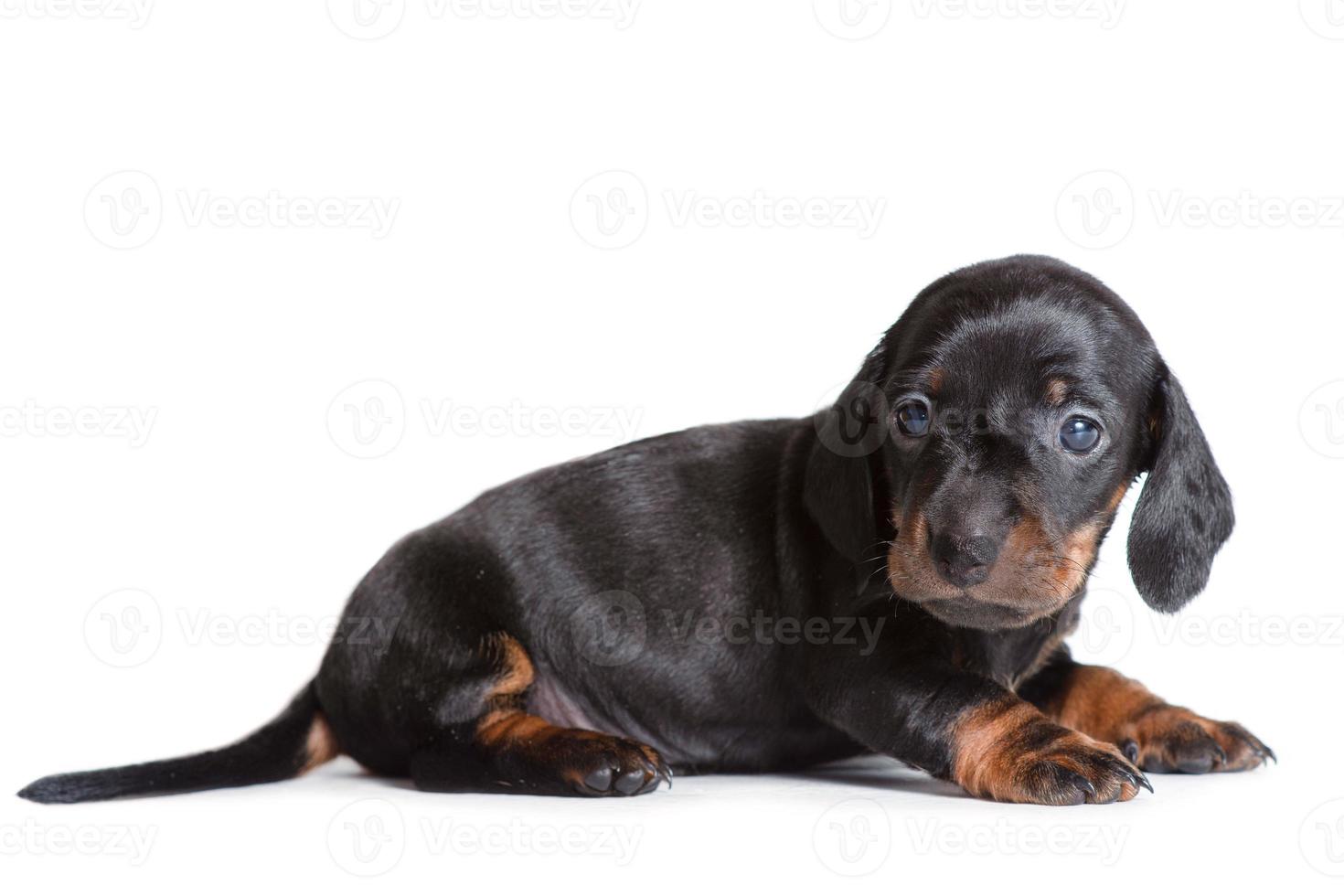 Beautiful puppy Dachshund lying and looking sideways. photo