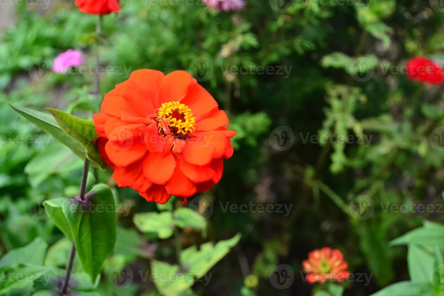 Red flower in open garden photo