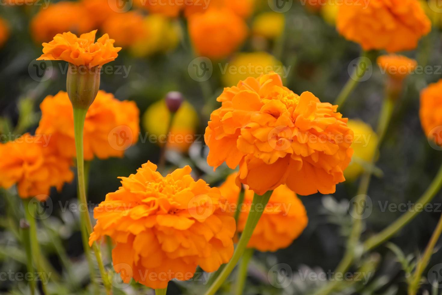 Marigold flower in garden photo