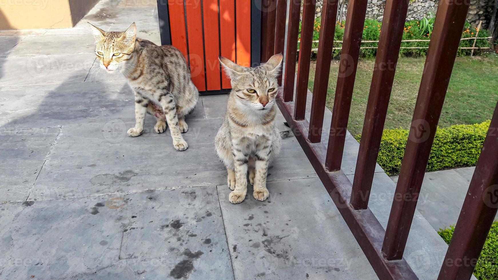 gatos dúo posando para cámara en Jim Corbett India foto