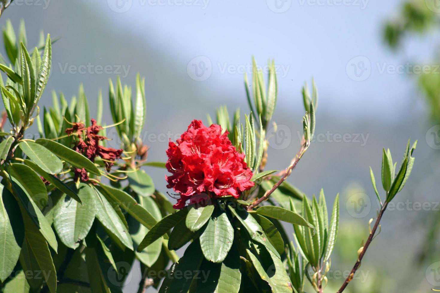 Vibrant red flower in open garden photo