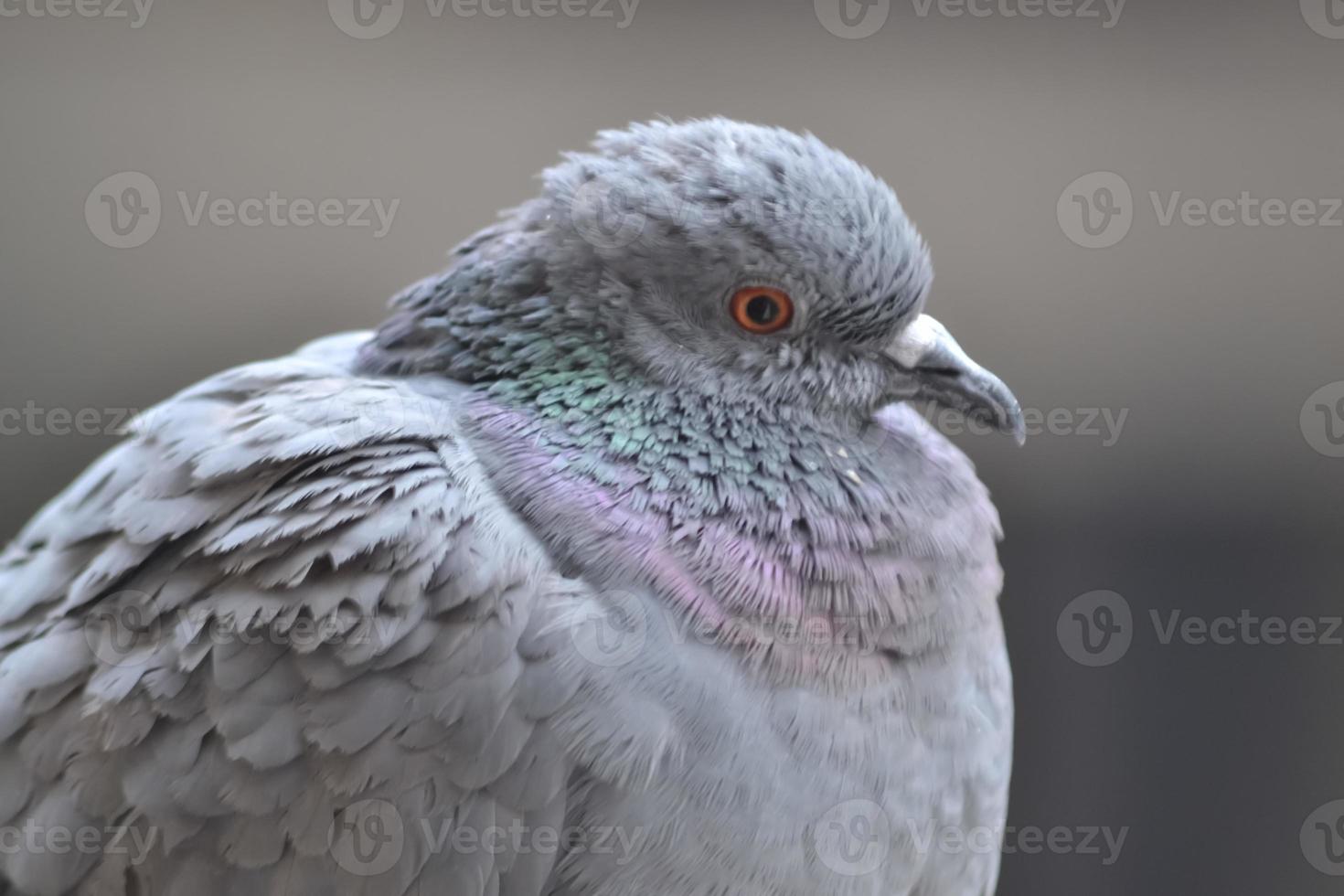 pigeon sitting outdoor photo
