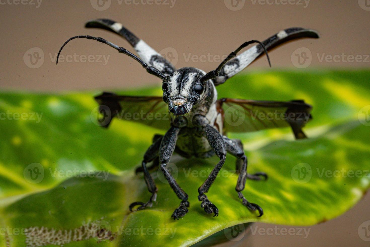 Longhorn Beetle Macro photo