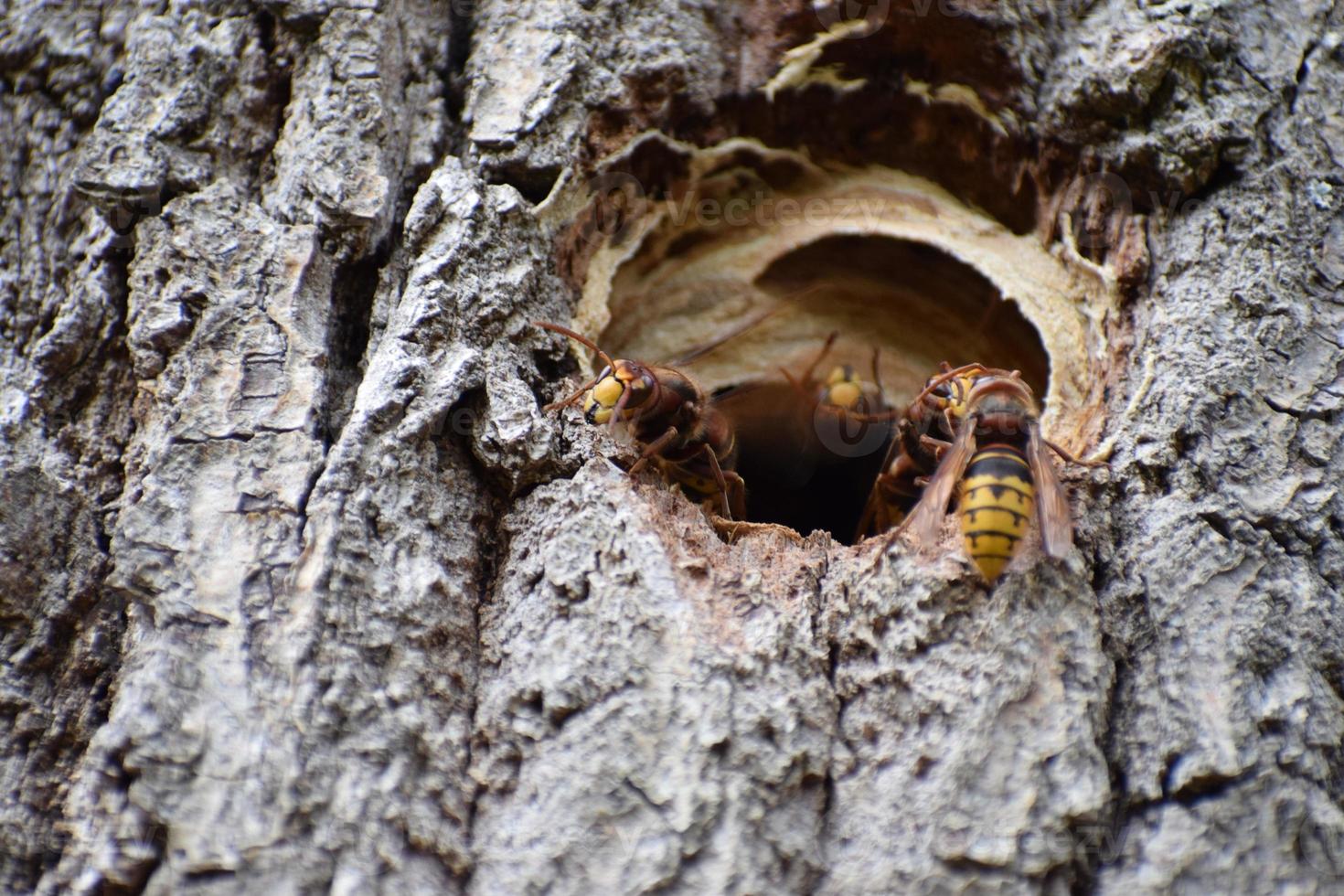 Giant Hornet Guard at the Nest entrance photo