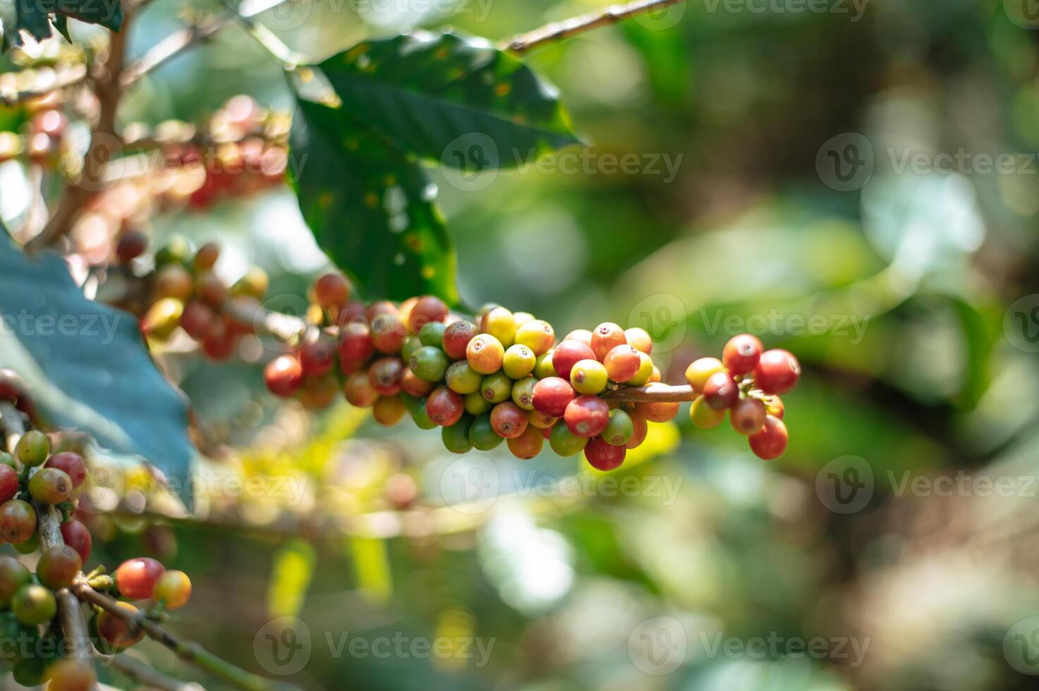 Close up of Arabica coffee berry ripening on tree photo