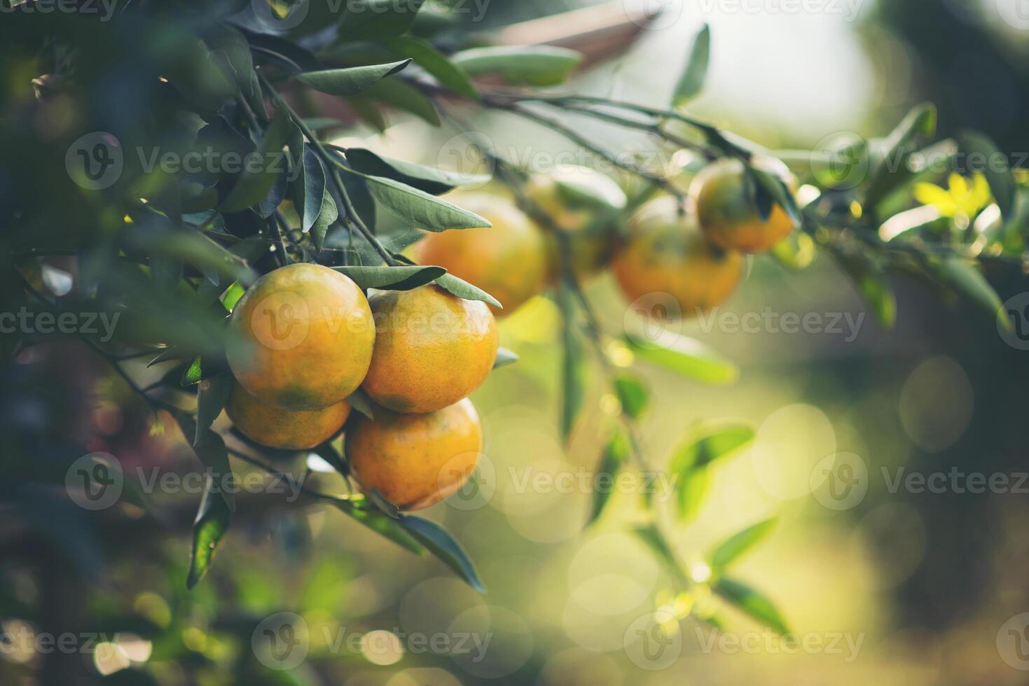 Photo orange garden