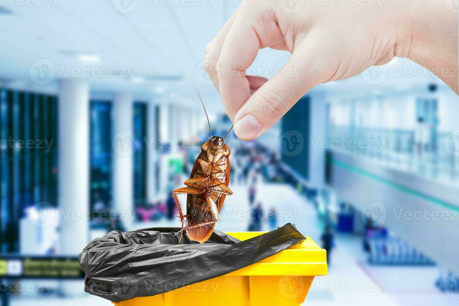Hand holding cockroach on bin, eliminate cockroach in bin, Cockroaches as carriers of disease photo