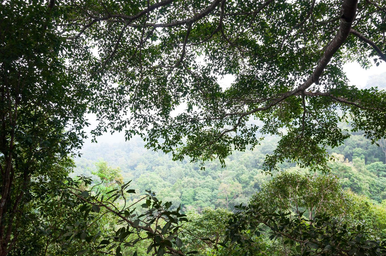 green forest background in a sunny day ,Tropical forest photo