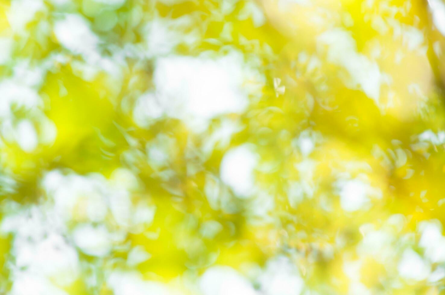 bokeh lights from nature use as background, eco concept photo