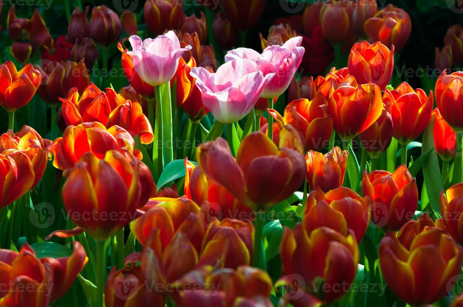 Sunlight over beautiful tulip garden in spring, Pink  tulip In a field of red tulips photo