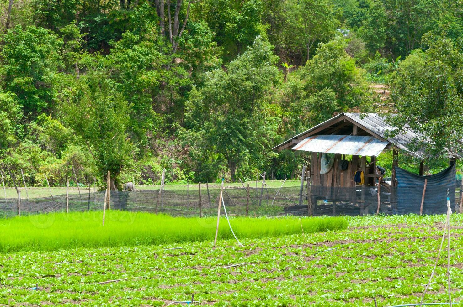 belleza escénico agricultura paisaje, agricultura campo del Norte Tailandia foto