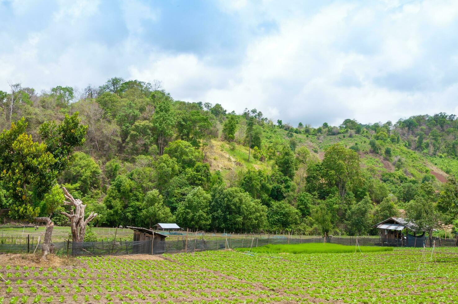 Beauty scenic agriculture landscape, agriculture countryside Northern Thailand photo