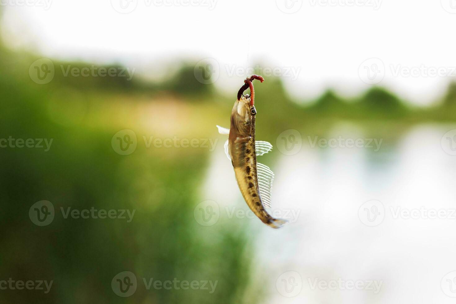 fish goby on the hook with a worm. caught fish on the hook photo