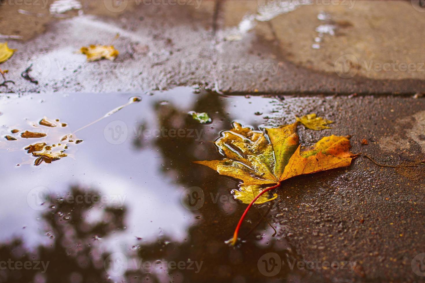 autumn leaf on the asphalt near a puddle photo