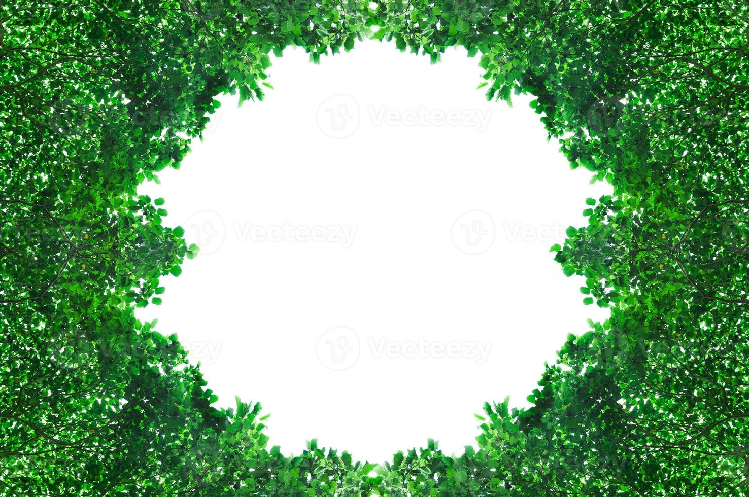 Frame from green leafs isolated on white background with space for text,for background photo