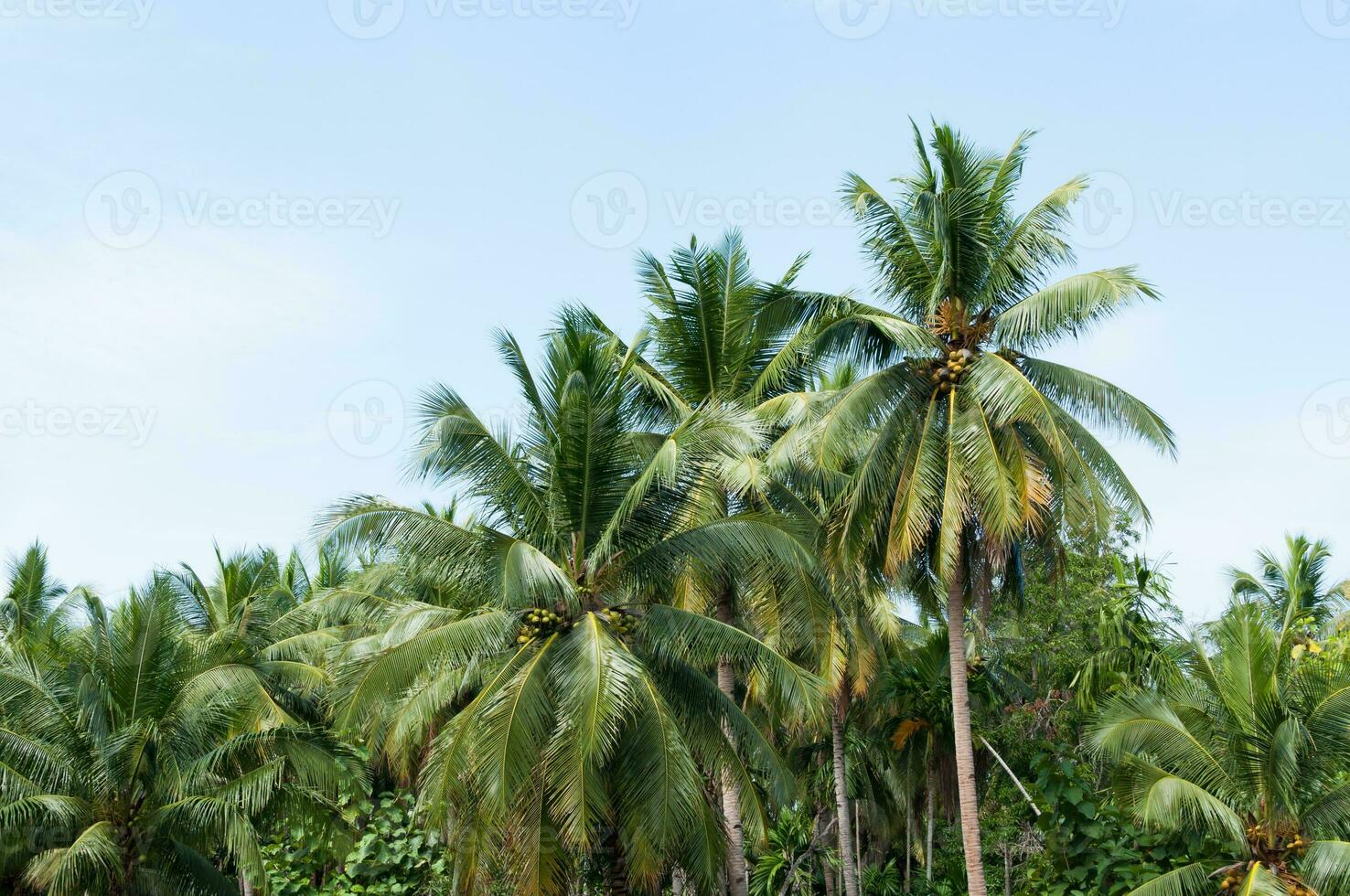 Beautiful coconut palms trees in the Tropical forest with blue sky at Island in Thailand photo