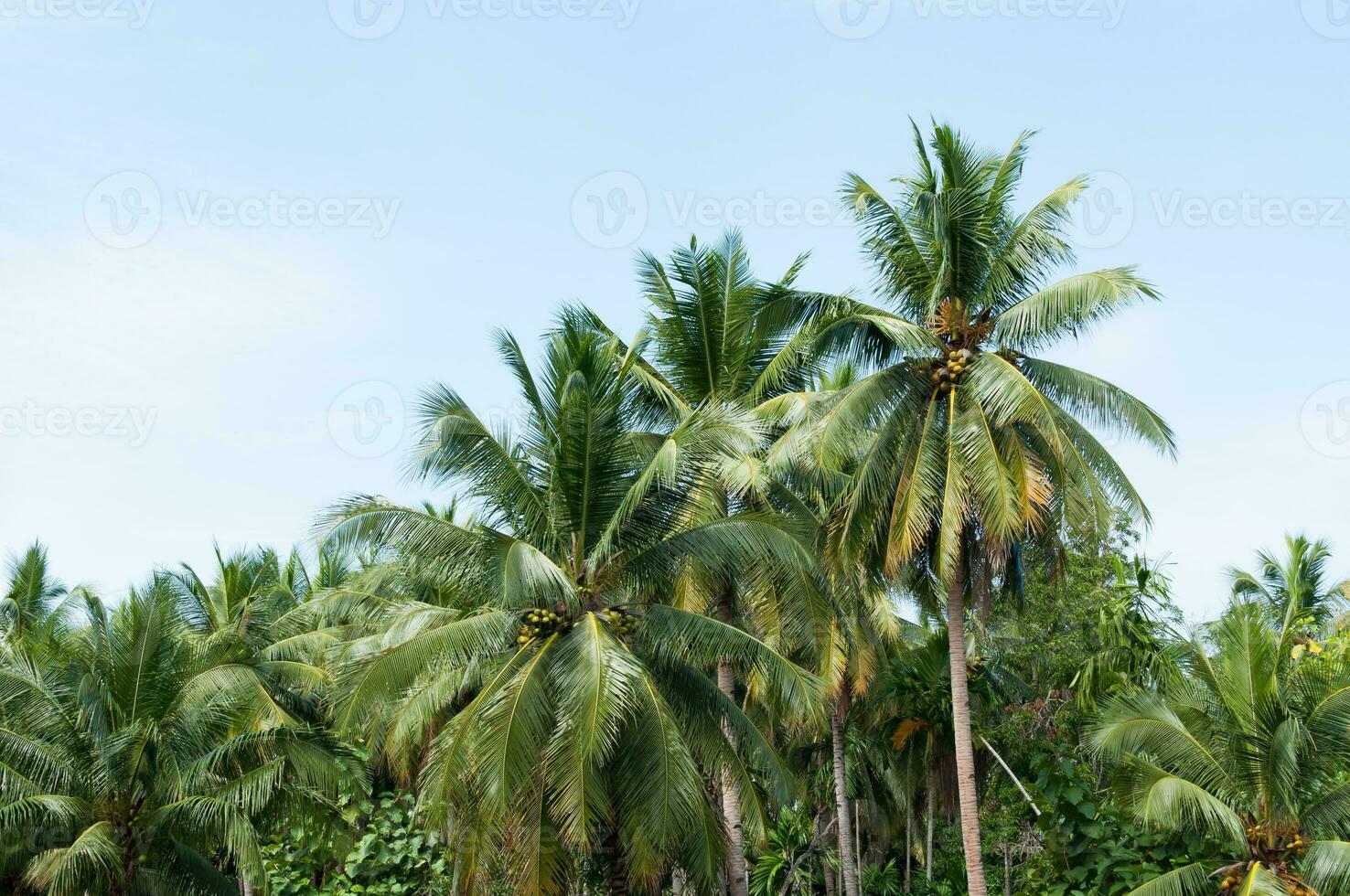 hermosa Coco palmas arboles en el tropical bosque con azul cielo a isla en Tailandia foto