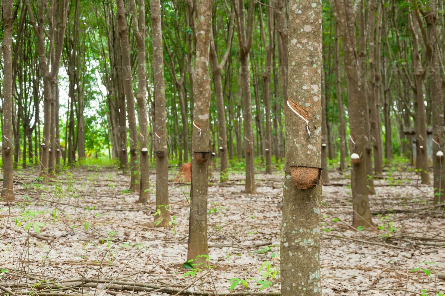 Row of para rubber plantation in South of Thailand,rubber trees photo