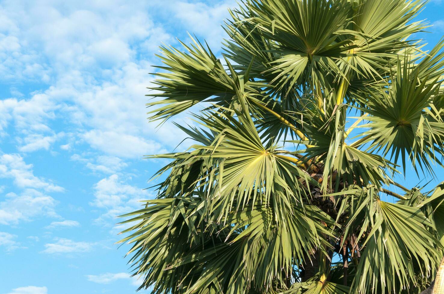 sugar palm trees with blue sky photo