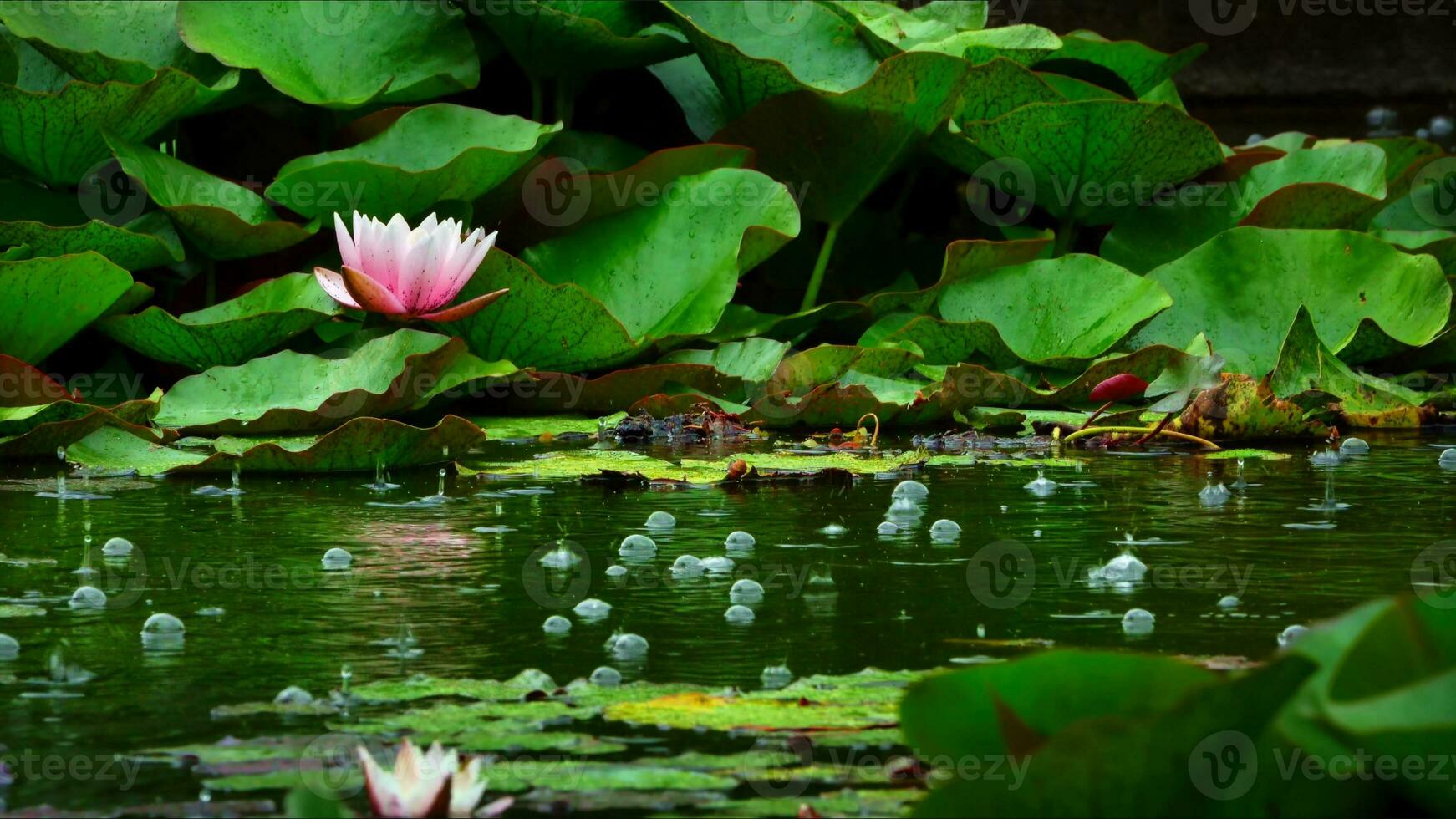 Lotus Flowers and Leaves on Lake Water photo