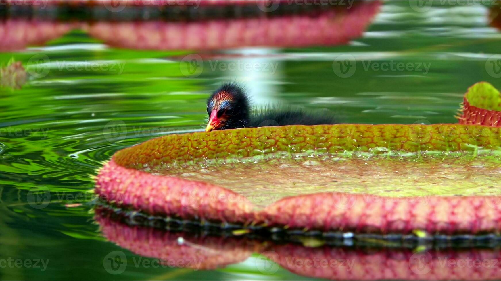 Lotus Flowers and Leaves on Lake Water and Baby Duck photo