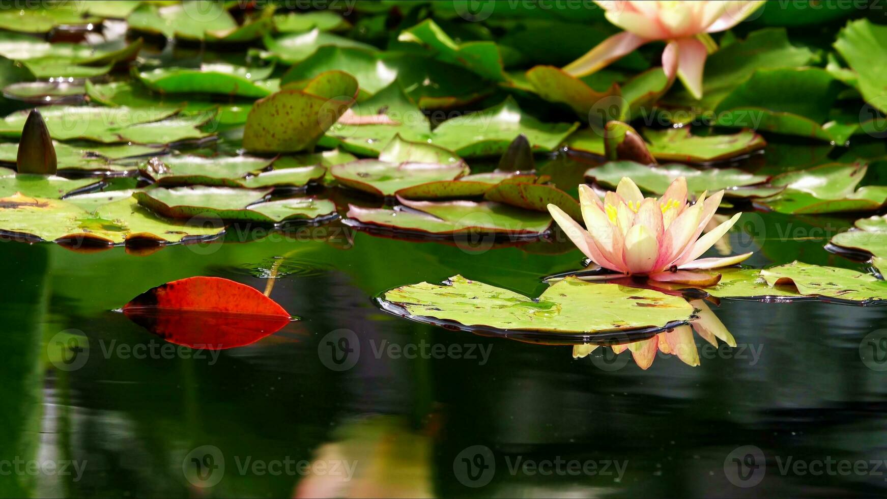 Lotus Flowers and Leaves on Lake Water photo