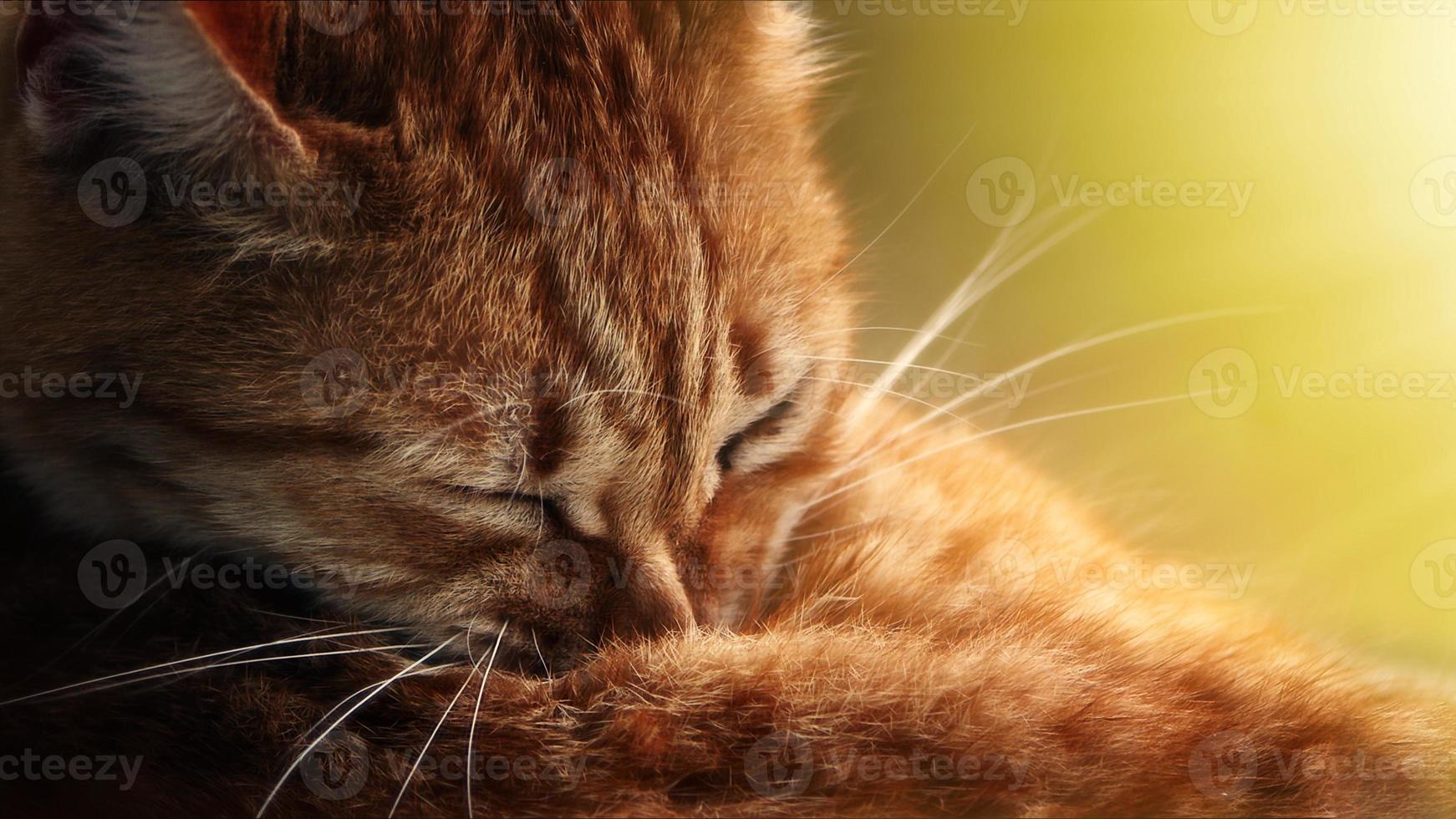 Sweet Mammal Animal Pet Cat photo