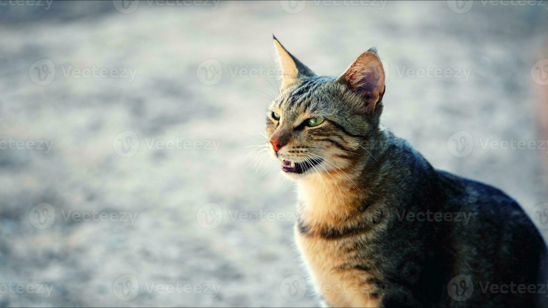 dulce mamífero animal mascota gato foto