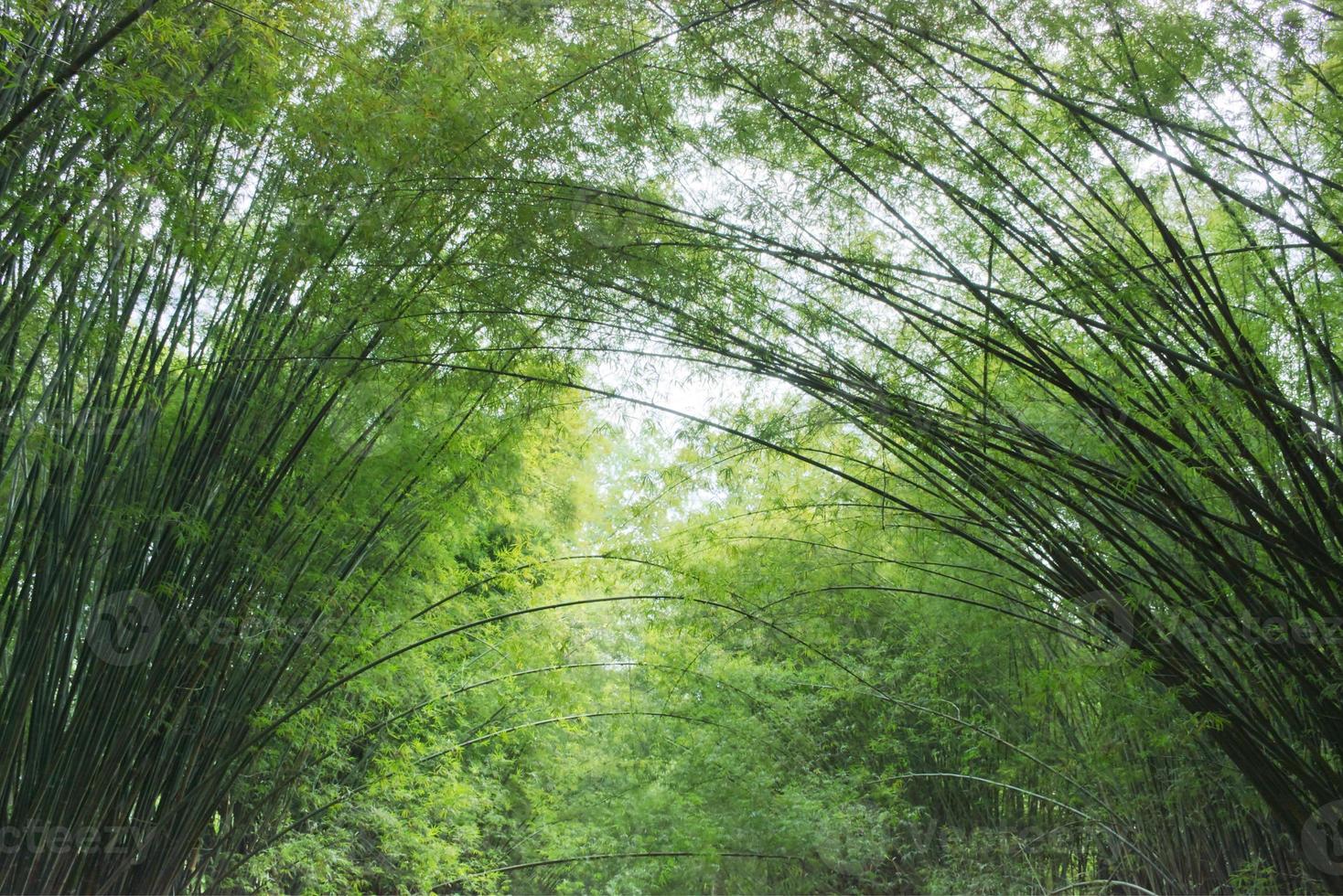 The bamboo trees along the path lean towards each other. photo