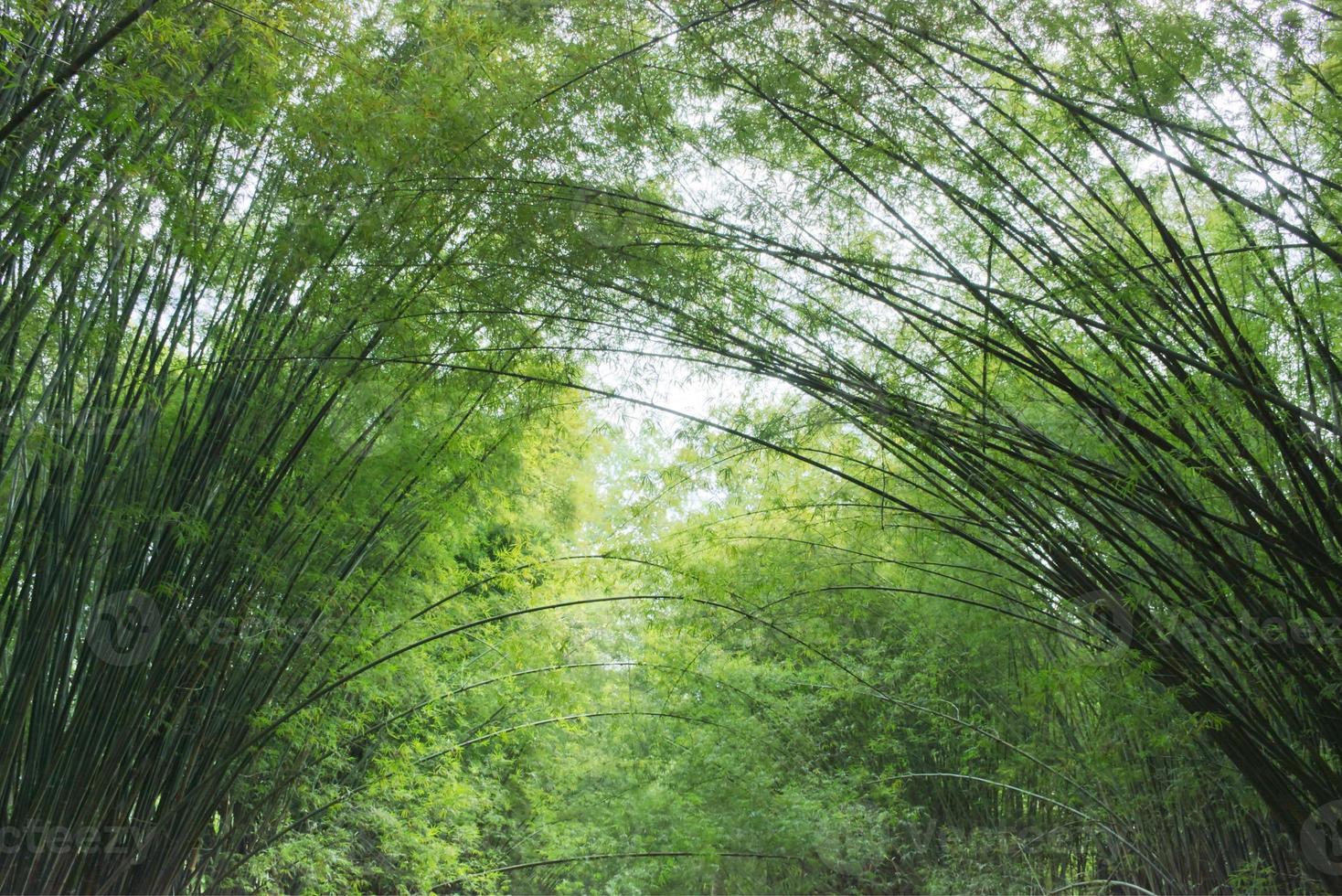 el bambú arboles a lo largo el camino apoyarse hacia cada otro. foto